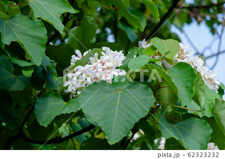 アブラギリ 花 フラワー 62323232