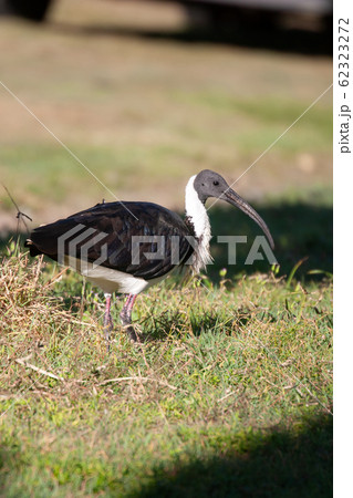 ムギワラトキ（Straw-necked Ibis） 62323272