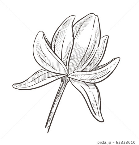 Flower on stem, lotus water plant isolated sketch, 62323610