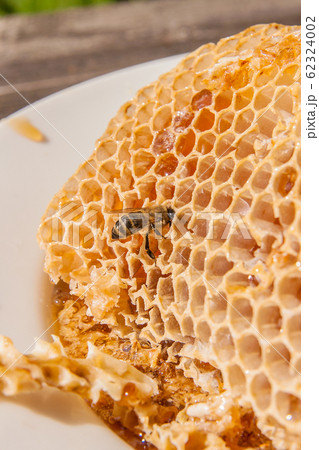 Close up view of the working bee on the honeycomb 62324002
