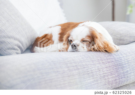 犬 お昼寝の写真素材