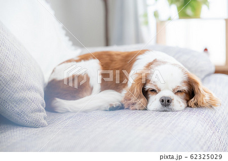 犬 お昼寝 犬 お昼寝 62325029