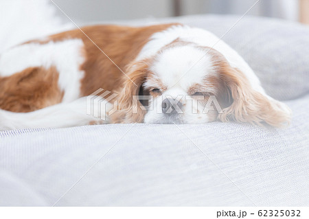 犬　お昼寝 62325032