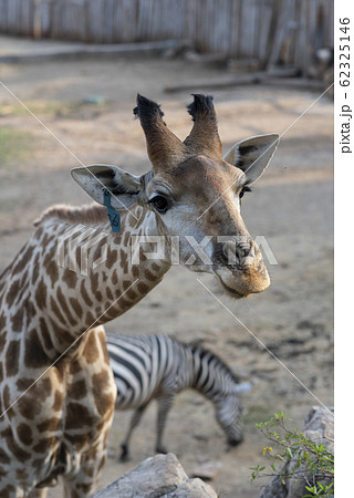 Wild African giraffe wildlife tallest animal - Stock Photo [62325146] -  PIXTA