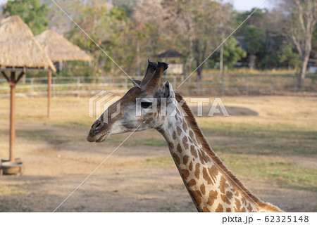 Wild African giraffe wildlife tallest animal 62325148