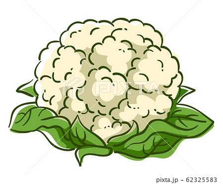 Cauliflower Superfood Illustrationのイラスト素材