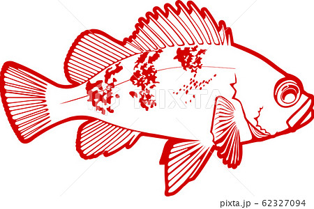 メバル メバル 62327094