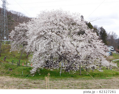 福島県会津若松市 石部桜#2 福島県会津若松市 石部桜#2 62327261