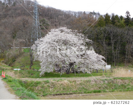 福島県会津若松市 石部桜 3の写真素材