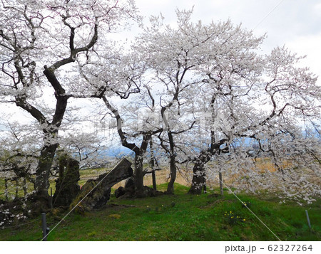 福島県会津若松市 石部桜 5の写真素材