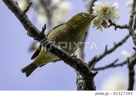 梅の蜜を吸うメジロ 62327393
