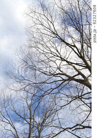 枯れ木と青空 枯れ木と青空 62327608