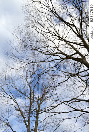 枯れ木と青空 枯れ木と青空 62327610