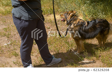 Woman volunteers walking with the dog Woman volunteers walking with the dog 62329208
