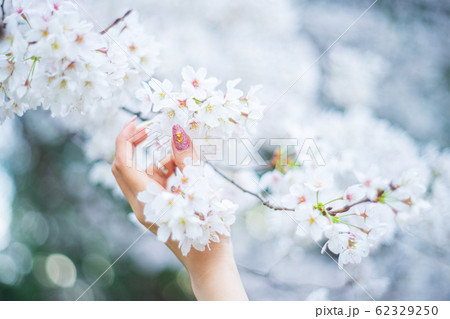 桜と女性の手 62329250