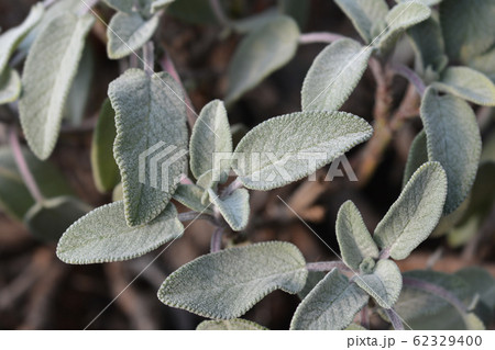 Common sage Maxima 62329400