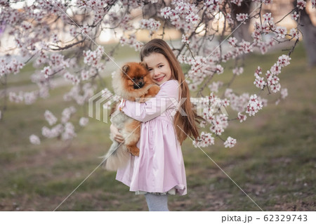 Girl with dog pikines. A dog in the arms of a little girl in a pink dress on a walk in the meadow Girl with dog pikines. A dog in the arms of a little girl in a pink dress on a walk in the meadow 62329743