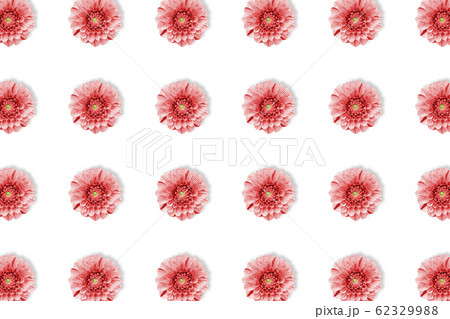 Dahlia flower summer pattern in minimal style on white 62329988