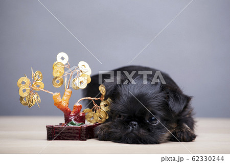 tree coin puppy portrait table 62330244