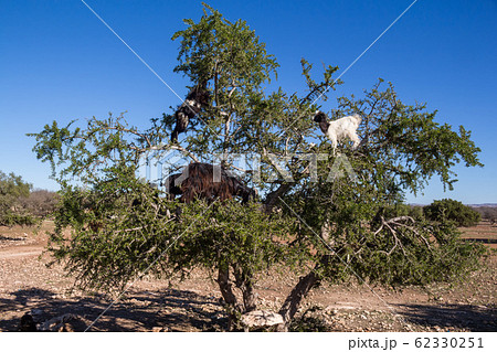 Argan tree with goats, Morocco Argan tree with goats, Morocco 62330251