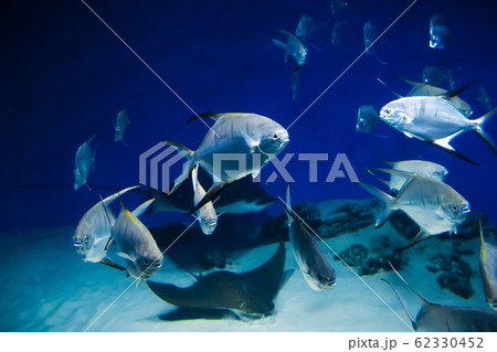 fish Palometa Trachinotus goodei swim in blue water fish Palometa Trachinotus goodei swim in blue water 62330452