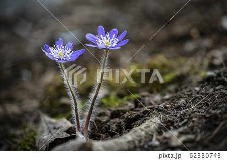 花 野生の花 キジの風花の写真素材