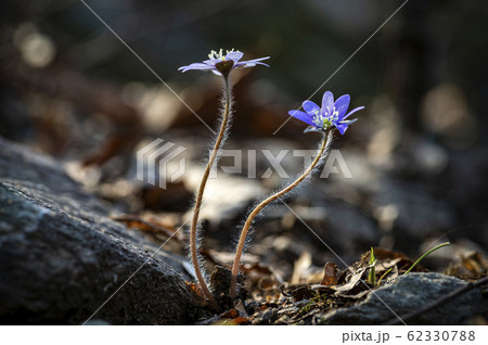 花 野生の花 キジの風花 62330788