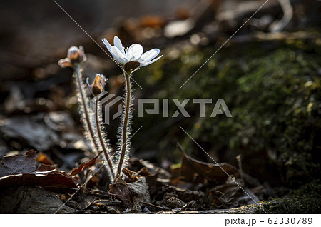 花 野生の花 キジの風花 62330789