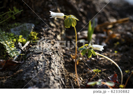 花 野生の花 キジの風花 62330882