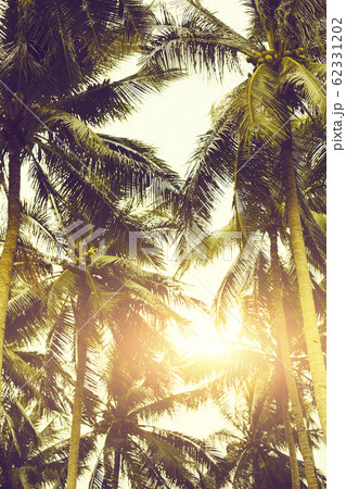 Bright sun over tropical plants 62331202