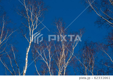 White and winding trunks of birch trees without 62331661