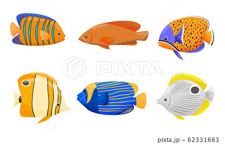 Tropical Fish with Bright Coloration Isolated on White Background Vector Set 62331663