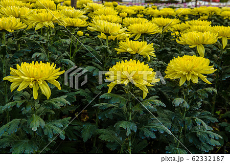Bouquet, Flower, Plant, Thailand, Agricultural Bouquet, Flower, Plant, Thailand, Agricultural 62332187
