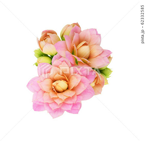 Kalanchoe flowers and buds 62332585