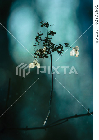 冬の植物 62332661