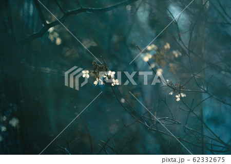 冬の植物 62332675