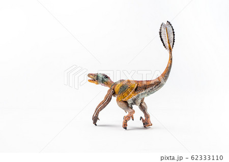 Feathered Velociraptor , Dinosaur on white background . Feathered Velociraptor , Dinosaur on white background . 62333110