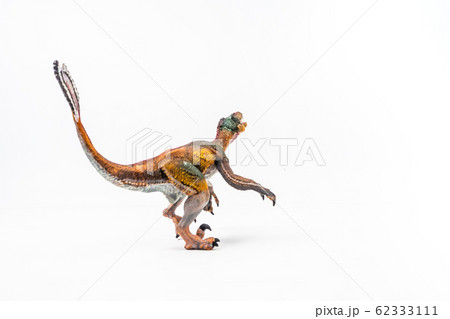 Feathered Velociraptor , Dinosaur on white background . Feathered Velociraptor , Dinosaur on white background . 62333111