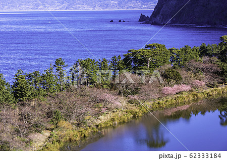 （静岡県）早春の西伊豆井田から望む、富士山 62333184