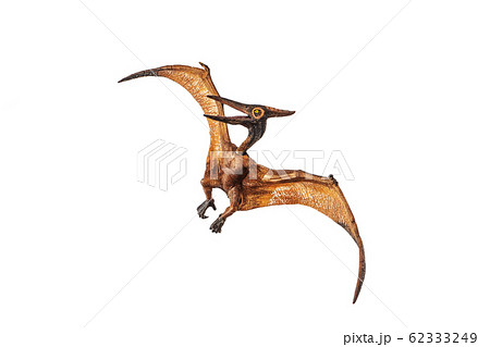 Pterodactyl Pteranodon Flying Isolated Over White Stock Illustration  14988157