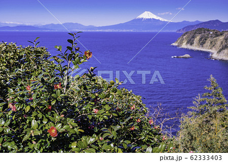 （静岡県）ツバキ咲く西伊豆・恋人岬から望む、富士山 62333403