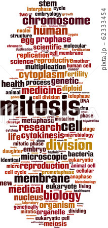 Mitosis word cloud Mitosis word cloud 62333454