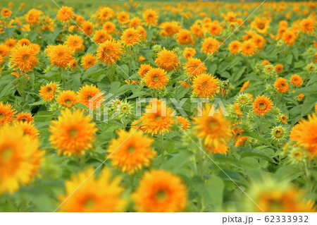 [定額] あけのひまわりフェスティバル ( 茨城県 筑西市 ) 62333932