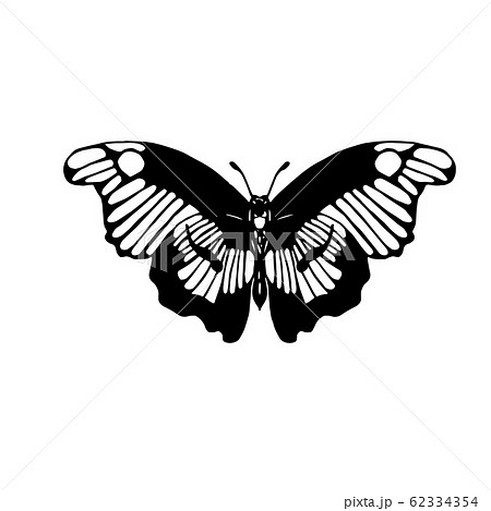 Hand drawn vector illustration of Lepidoptera 62334354