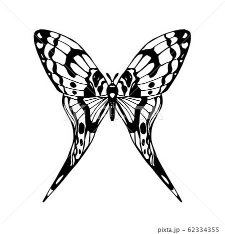 Vector illustration of butterfly Vector illustration of butterfly 62334355
