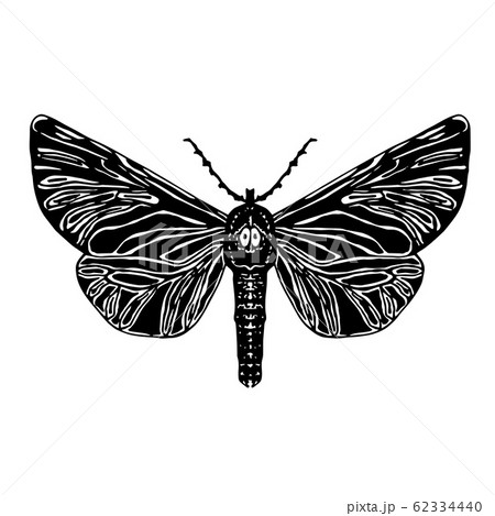 Hand drawn vector illustration of moth Hand drawn vector illustration of moth 62334440
