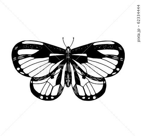 Hand drawn vector illustration of butterfly Hand drawn vector illustration of butterfly 62334444
