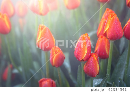 Beautiful bouquet of tulips. colorful tulips. 62334541