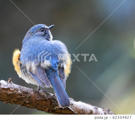 佐倉城址公園の野鳥　ルリビタキ　オス 62334927