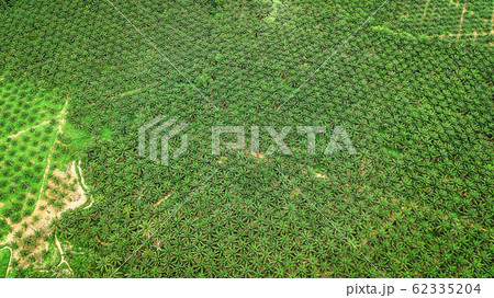 aerial view landscape of Palm tree   in Krabi Thailand 62335204